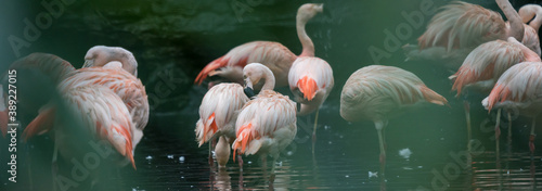 Beautiful flamingo in nature