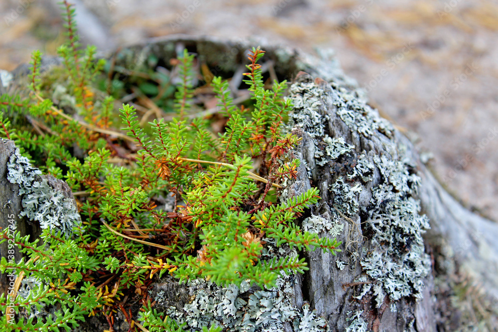 Waterbush on an old stump overgrown with lichen Waterbush on an old stump overgrown with lichen