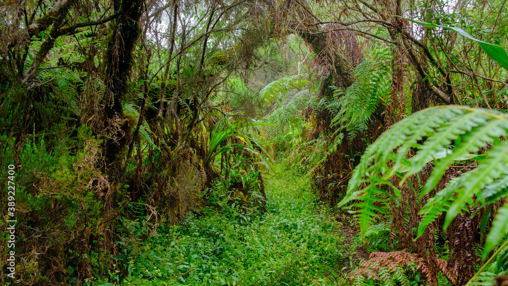 Obraz premium lush i n the jungle