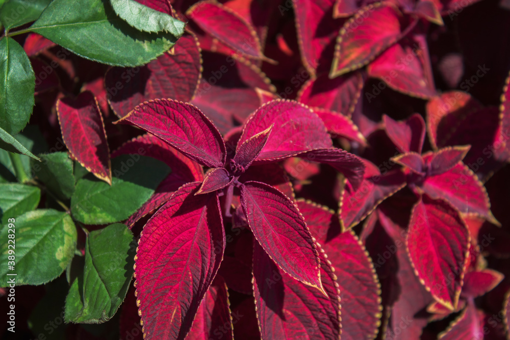Coleus plant. Red leaves plant. Green and red. Red background. Coleus plant. Red leaves plant. Green and red. Red background.