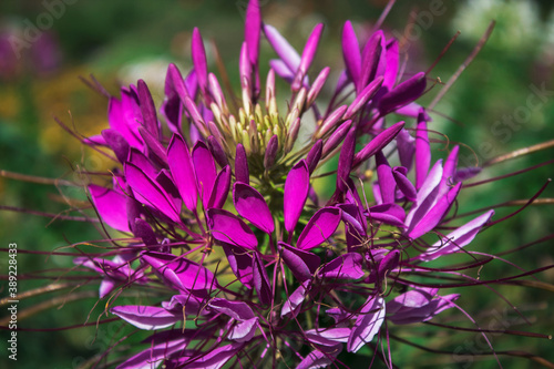 Cleome flower commonly known as spider flowers  spider plants  spider weeds.