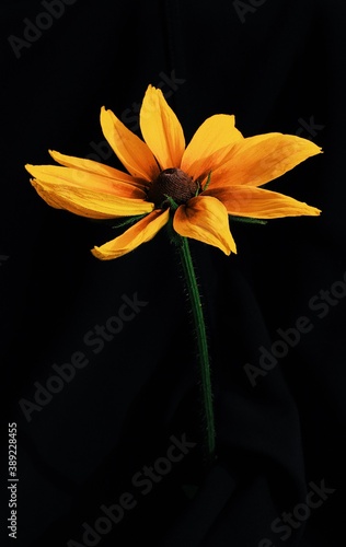 orange flower on black