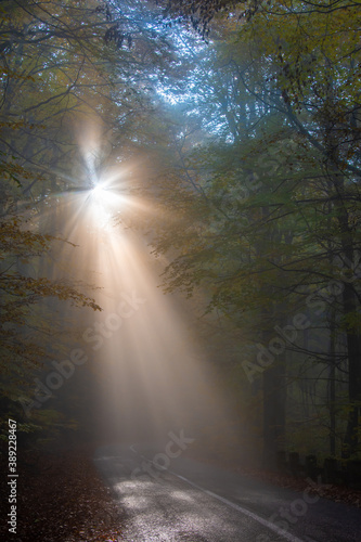 sunbeams through the fog in the forest on the road