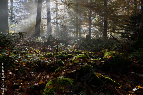 Low angle photo in the forrest in autumn, with light beams and mossy foreground