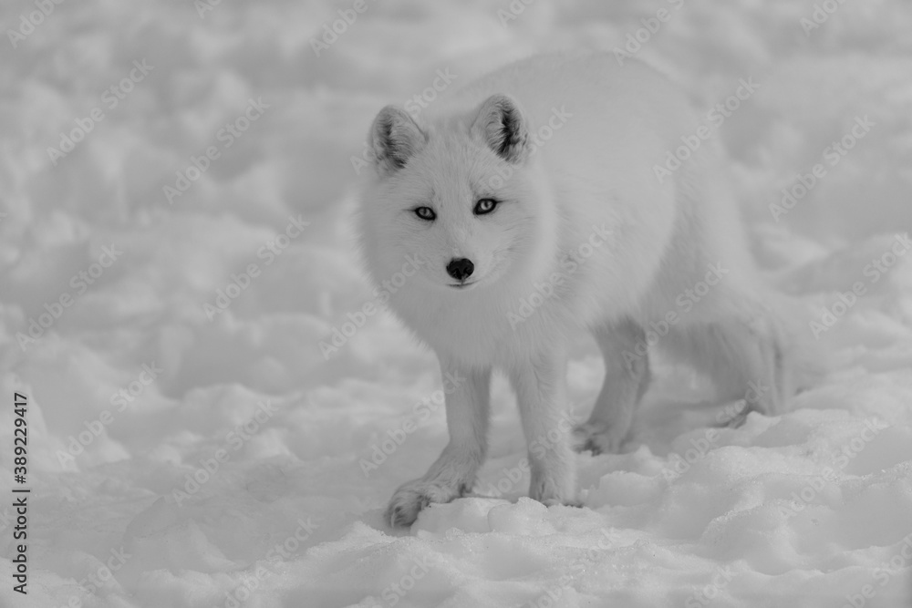 Naklejka premium Arctic Fox in the snow