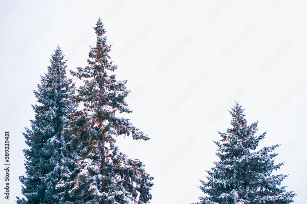 Fototapeta premium Frozen winter forest with snow covered trees.