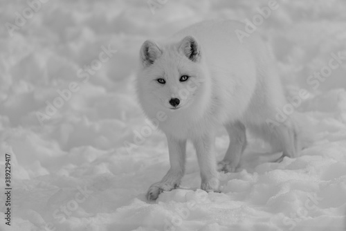 Arctic Fox in the snow © ryan