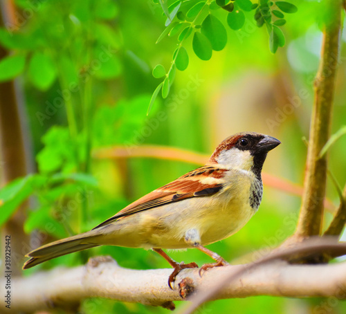 beautiful sparrow closeup. brown colored female house sparrow.