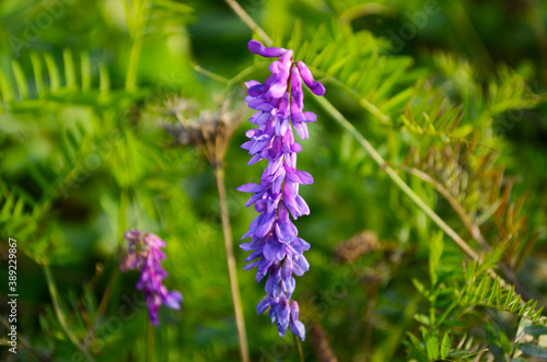 Purple flower vetch (Vicia cracca) on meadow