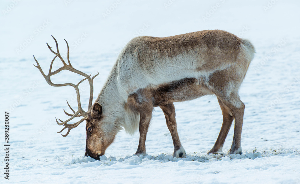 Reindeer in the snow Reindeer in the snow