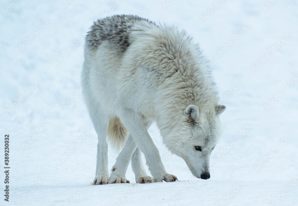 Naklejka premium Arctic wolf in the snow