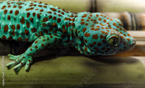 lizard gecko hanging on a bamboo wall