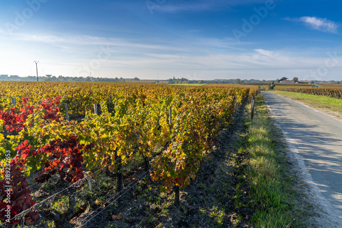 Obraz na plátně beautiful fall colors in the vineyards in Gironde near Bordeaux