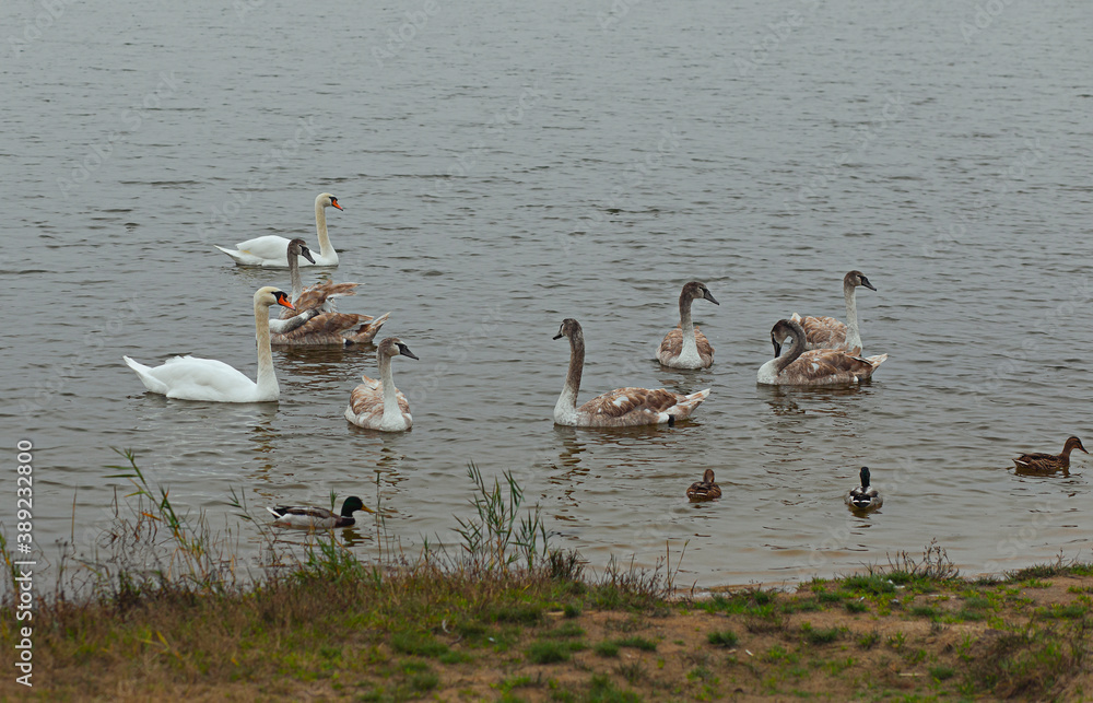 Fototapeta premium Gray Swans On The Pond In Autumn.