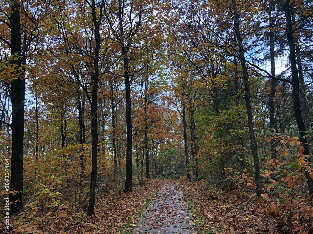 Fototapeta premium Path through the autumn forest