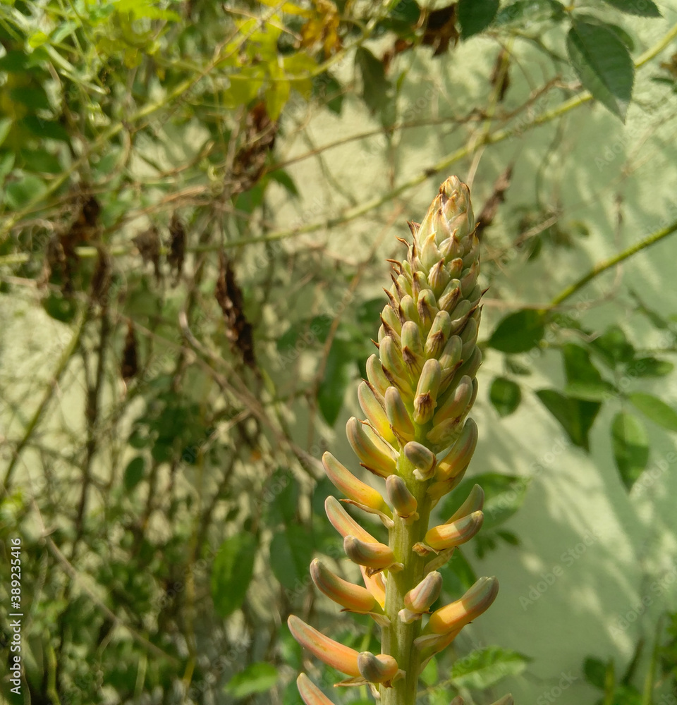 Flower bud of herbal plant growing in garden, nature photography Flower bud of herbal plant growing in garden, nature photography