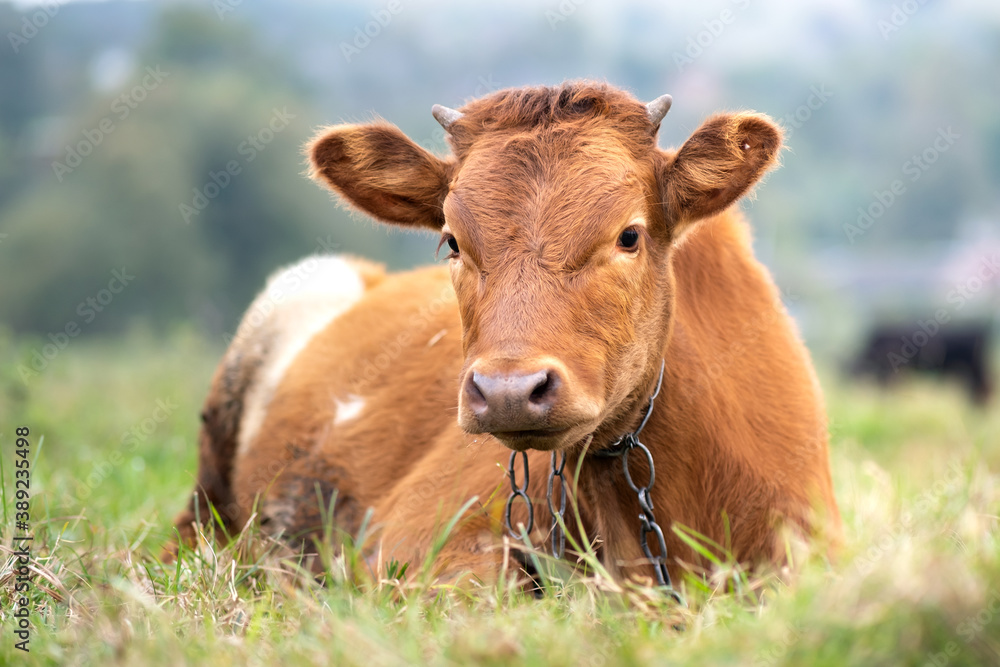 Brown milk cow grazing on green grass at farm grassland. Brown milk cow grazing on green grass at farm grassland.
