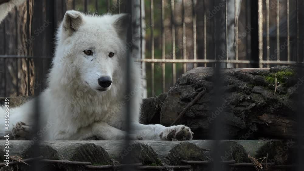 Wolf. A white Hudson wolf rests on a platform in the enclosure at the zoo. Close-up shooting. Novosibirsk. Wolf. A white Hudson wolf rests on a platform in the enclosure at the zoo. Close-up shooting. Novosibirsk.