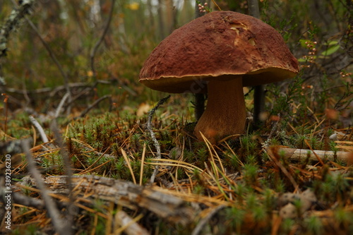 boletus edulis mushroom growing in the forest