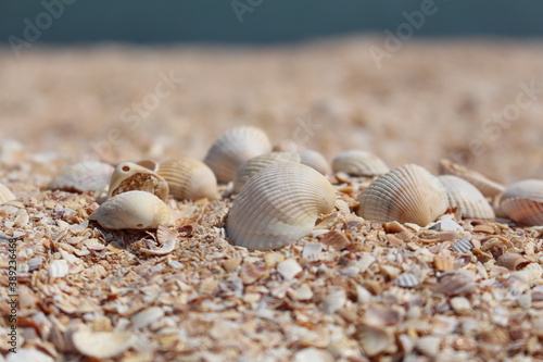 shell on the beach © Serhii Khliustov