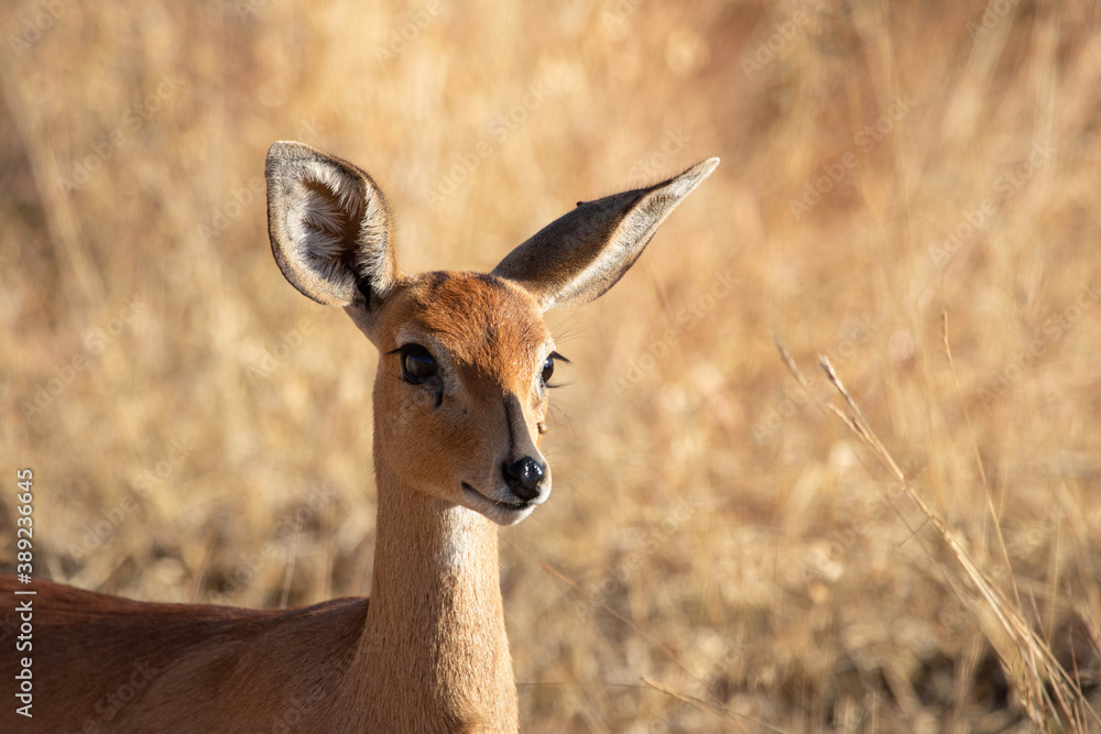 Closeup of a small alerted steenbok ewe. Closeup of a small alerted steenbok ewe.