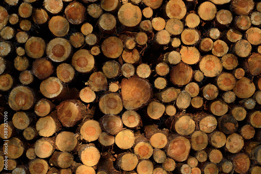 Stack of woodpile. Stack of woodpile.