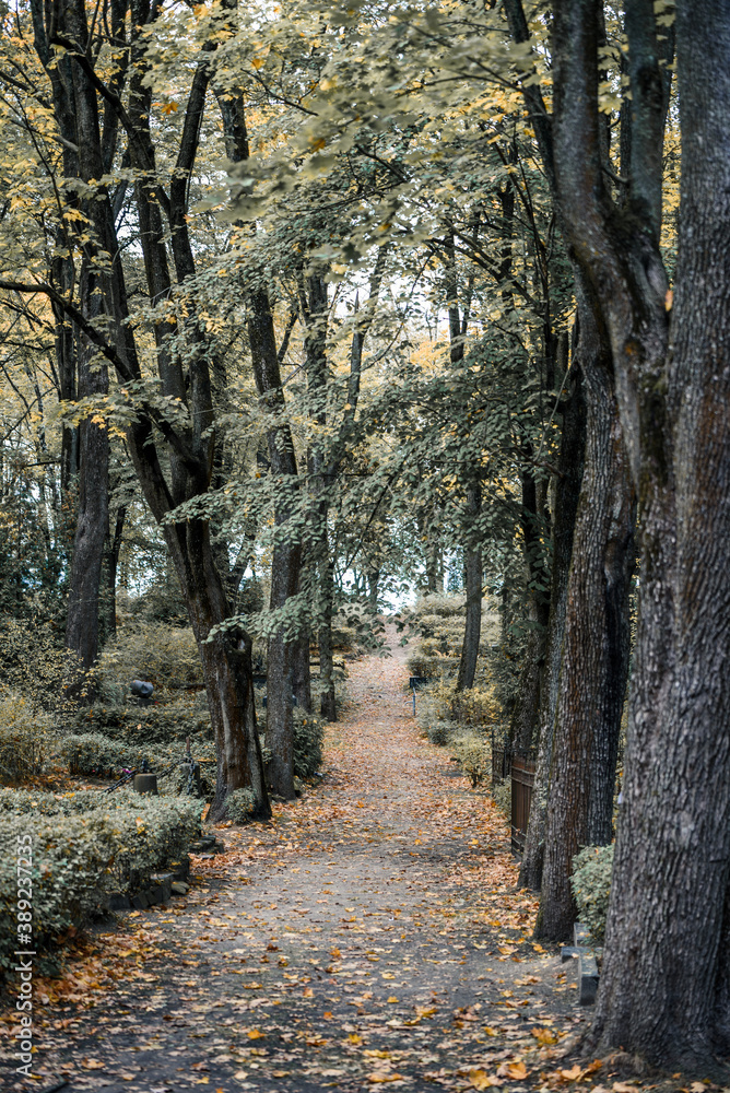 Obraz premium fall in cemetery