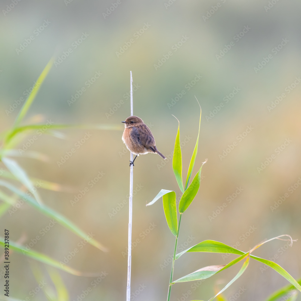 Obraz premium Stonechat Perched on a Reed