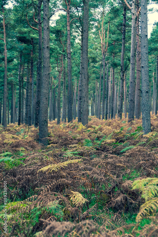 Obraz premium Pine forest in Wicklow way with some rays of sun, County Wicklow, Ireland.