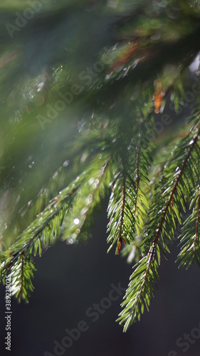 spruce branches in the sun © Valentin