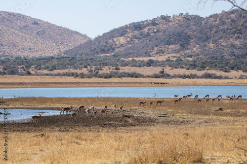 An African landscape close to an earth dam with herds of impala and wildebeest.