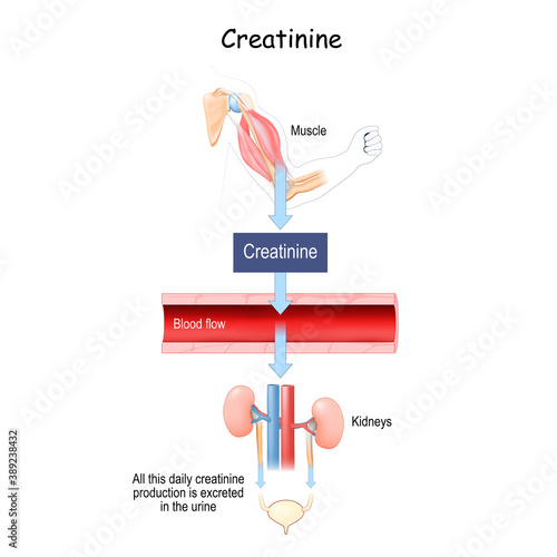 creatinine thar produced in skeletal muscle. photo