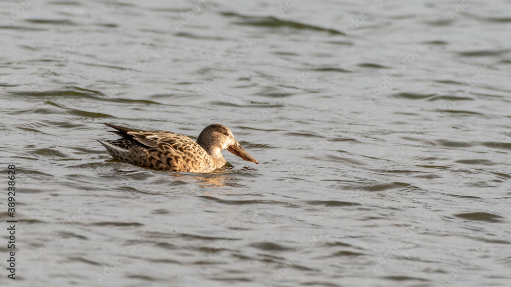 Female Northern Shoveler Duck Floating on Water Female Northern Shoveler Duck Floating on Water