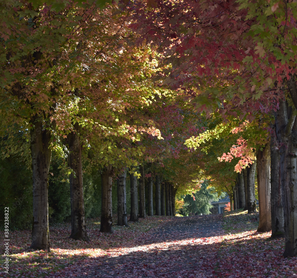 Naklejka premium Autumn Leaves Driveway British Columbia