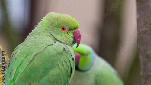 Ringneck Parakeets Perched on a Branch