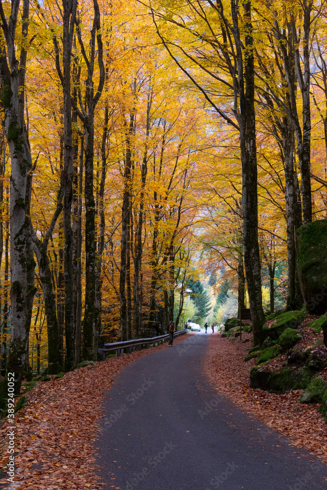 Fototapeta premium Il bosco di Val Masino in autunno il Lombardia