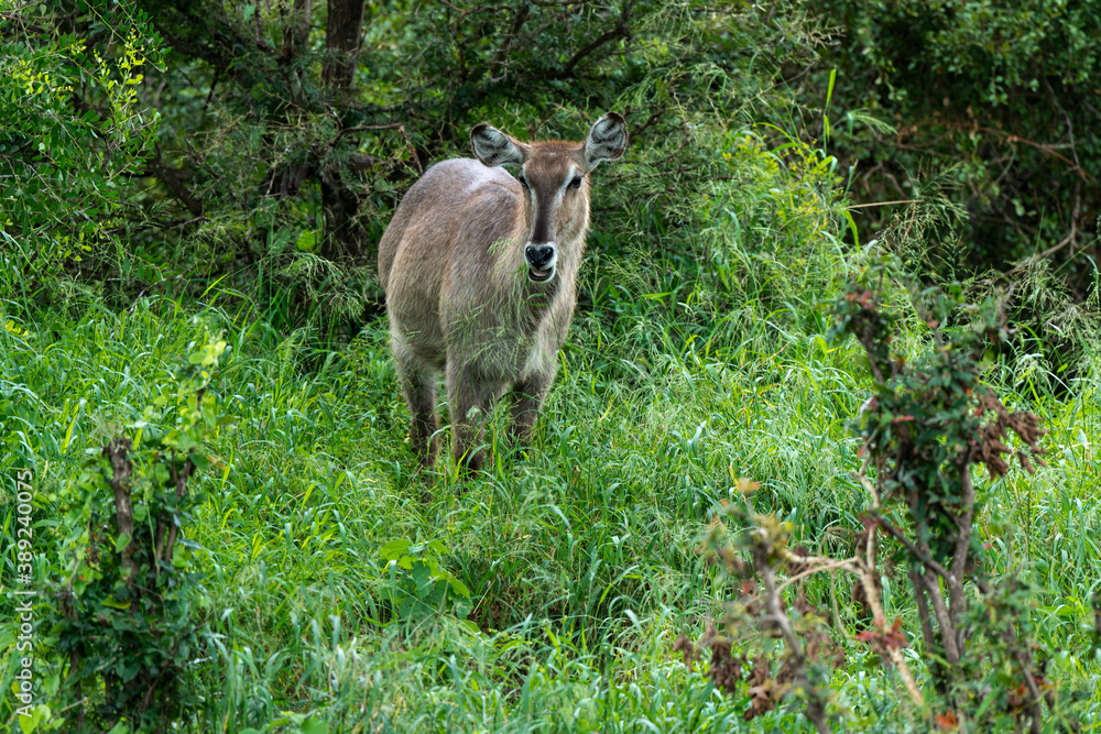 Naklejka premium Cobe à croissant , Waterbuck, Kobus ellipsiprymnus, Parc national du Pilanesberg, Afrique du Sud