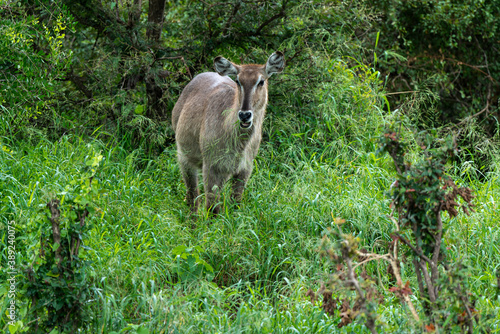 Cobe à croissant , Waterbuck,  Kobus ellipsiprymnus, Parc national du Pilanesberg, Afrique du Sud © JAG IMAGES