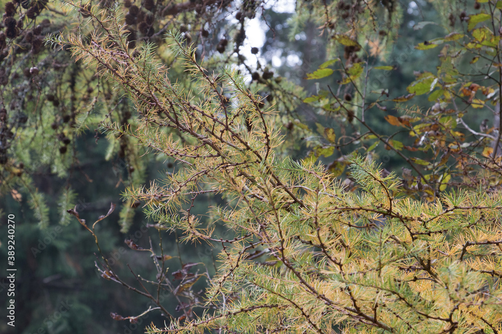 Larch tree branches, Larix decidua,  turning gold in Autumn