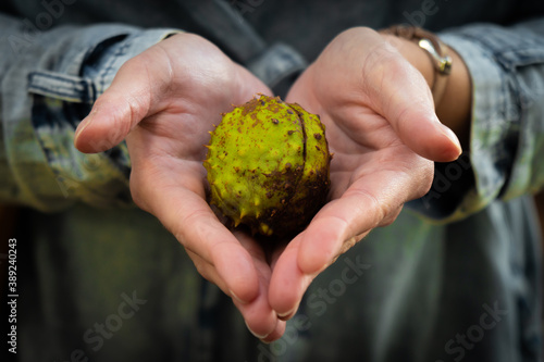 Hands of woman holding chestnut outdoors in autumn