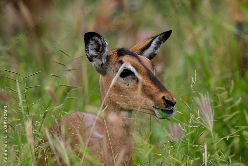 Impala, femelle, Aepyceros melampus Impala, femelle, Aepyceros melampus