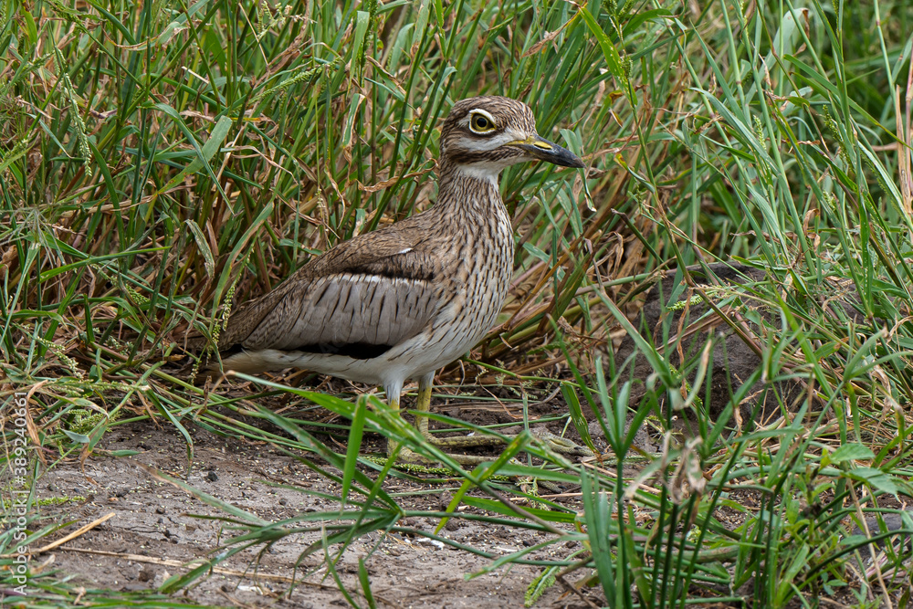 Oedicnème vermiculé, Burhinus vermiculatus, Water Thick knee Oedicnème vermiculé, Burhinus vermiculatus, Water Thick knee