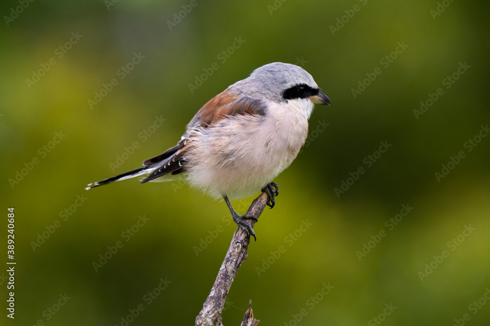 Fototapeta premium Pie grièche écorcheur,. male, Lanius collurio, Red backed Shrike