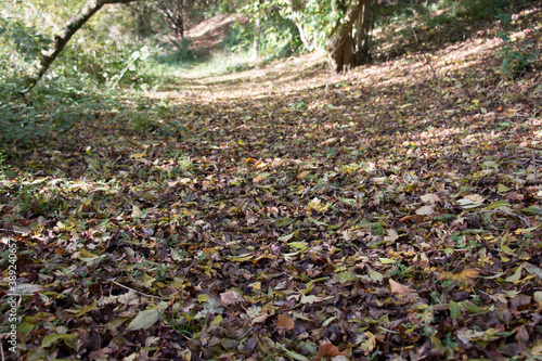 Fototapeta Naklejka Na Ścianę i Meble -  Leaf covered woodland path in autumn, low view, selective foreground focus
