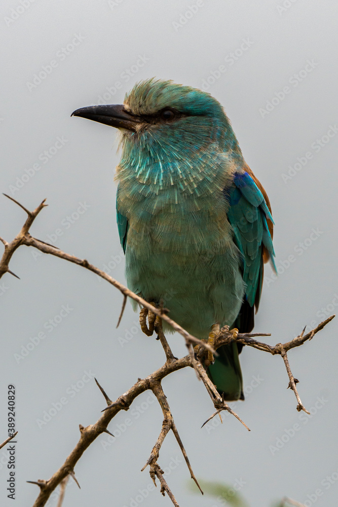 Rollier d'Europe,.Coracias garrulus, European Roller Rollier d'Europe,.Coracias garrulus, European Roller