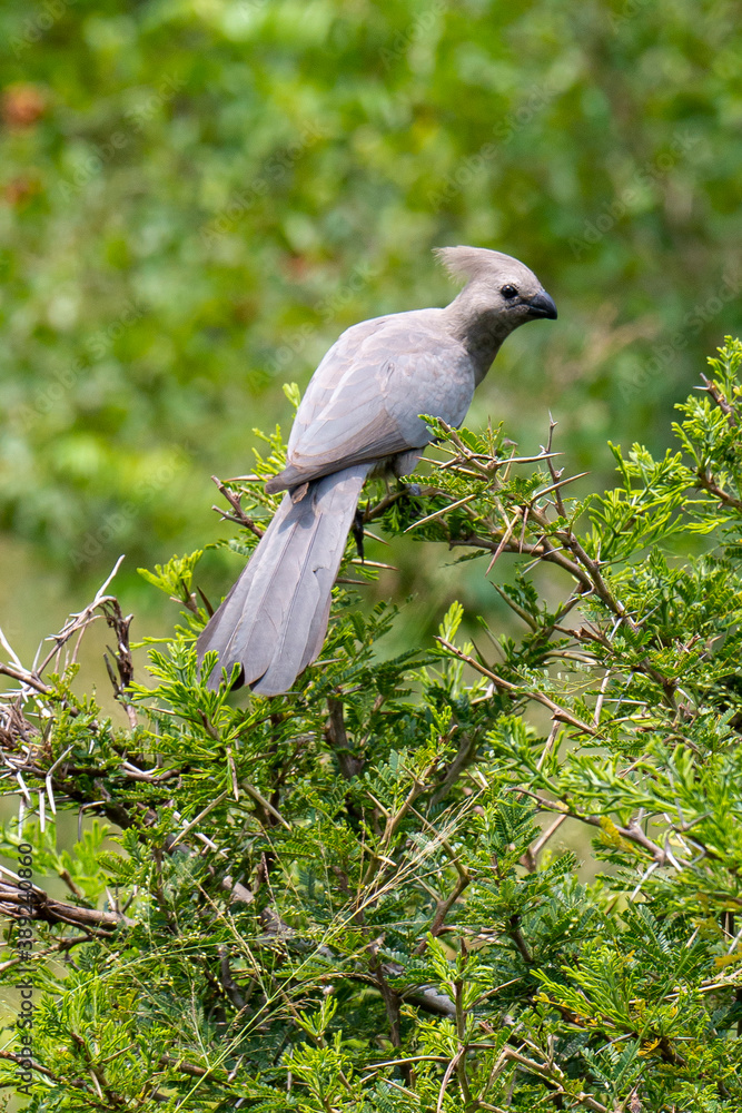 Fototapeta premium Touraco concolore,.Corythaixoides concolor, Grey Go away bird
