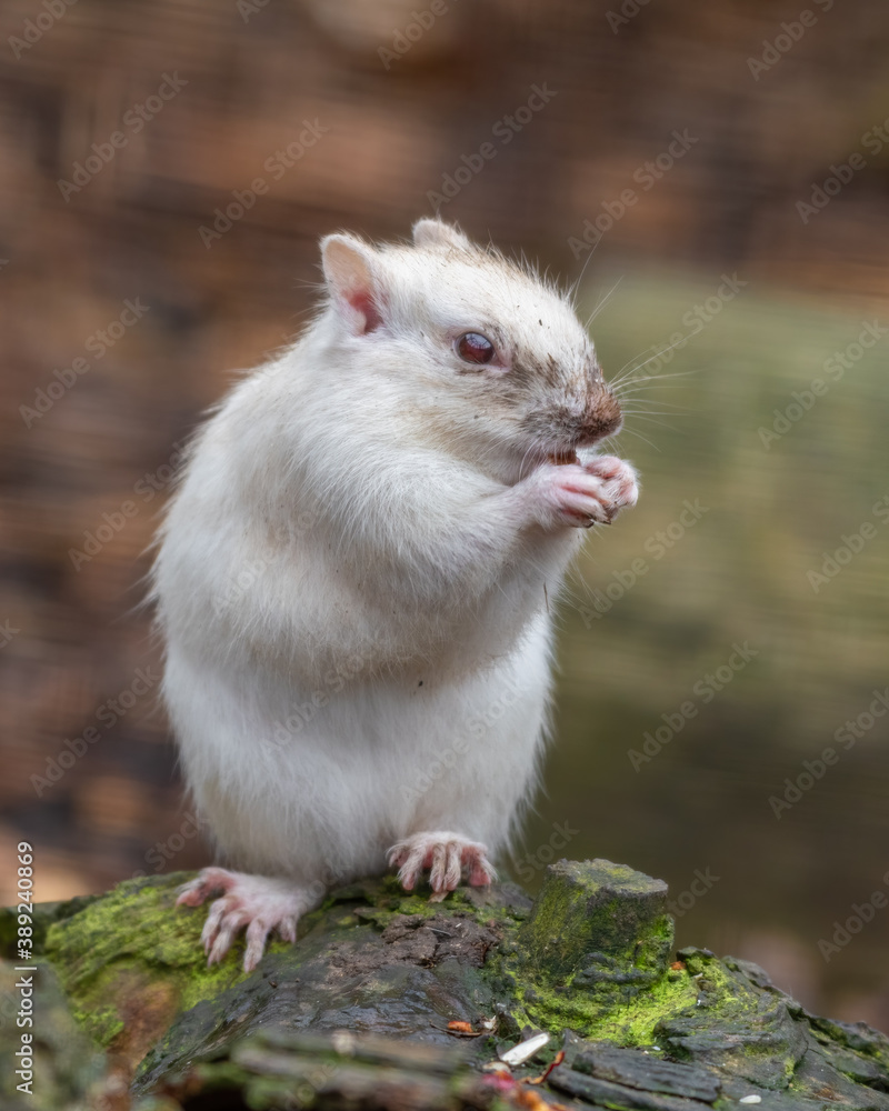 Albino Chipmunk Feeding on the Ground Albino Chipmunk Feeding on the Ground