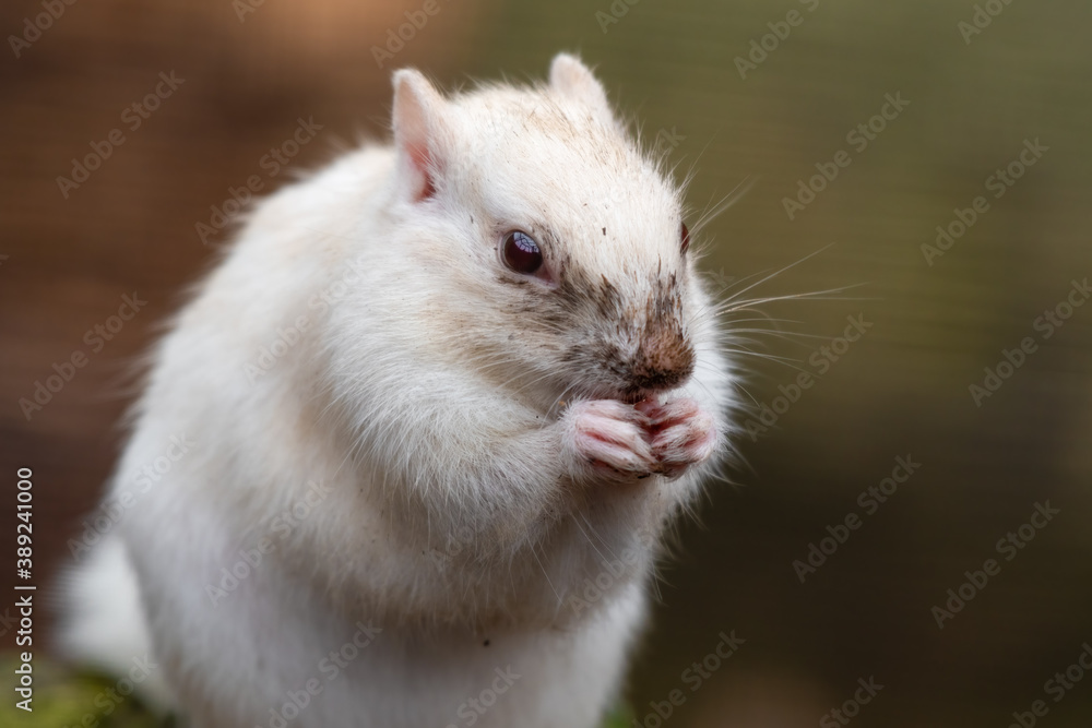 Albino Chipmunk Feeding on the Ground Albino Chipmunk Feeding on the Ground