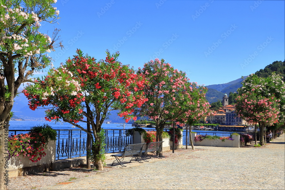 PIANTE FIORITE A BELLAGIO, ITALIA, FLOWER PLANTS IN BELLAGIO, ITALY PIANTE FIORITE A BELLAGIO, ITALIA, FLOWER PLANTS IN BELLAGIO, ITALY