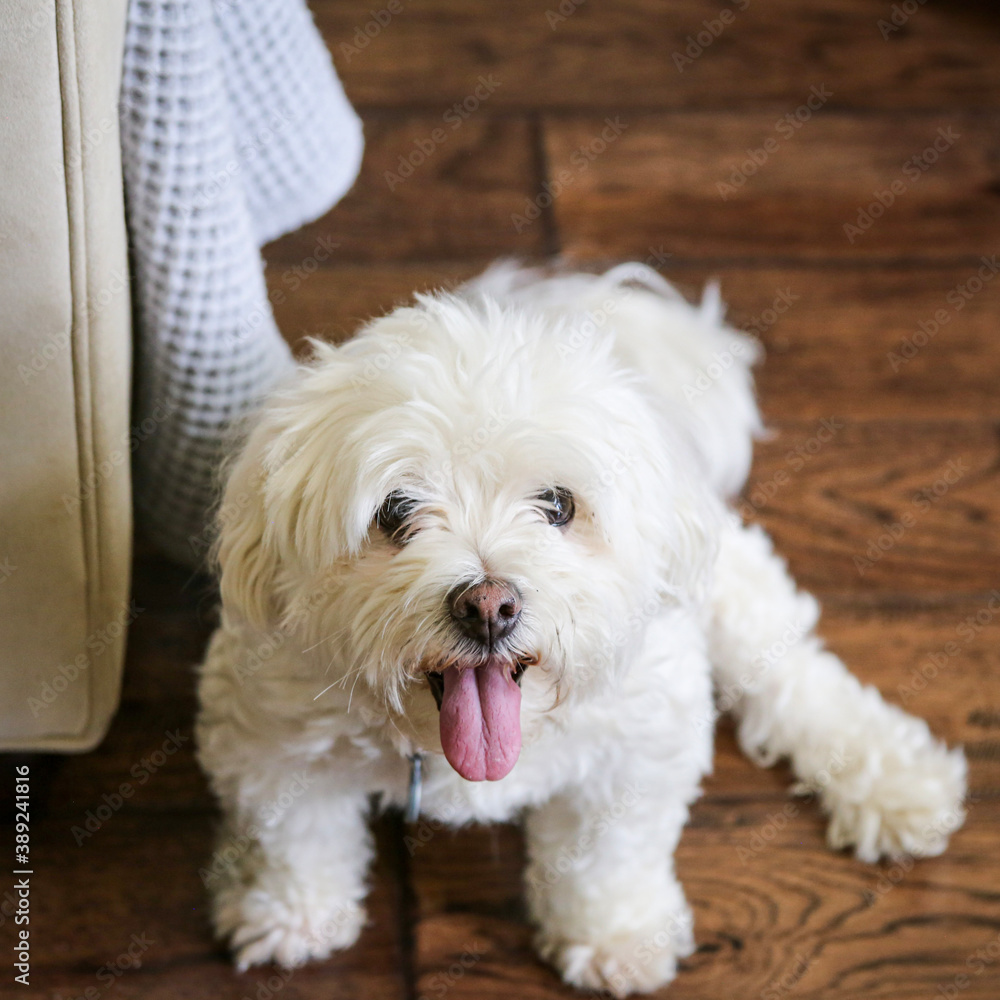 portrait of a white havanese dog sitting on a wood floor with tongue hanging out - a grey throw blanket is hanging off the couch